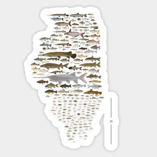 Illinois Fish Species Poster Sticker